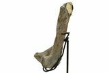 Fossil Hadrosaur (Maiasaura) Partial Femur w/ Stand - Montana #379910-4